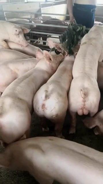 养猪场吃瓜,揭秘猪群中的趣味生活