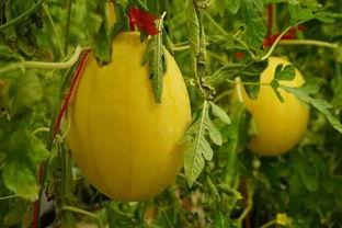 包头吃瓜群,揭秘城市生活百态的“瓜田”