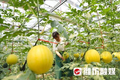 山东潍坊学院吃瓜,一场吃瓜盛宴背后的校园生活