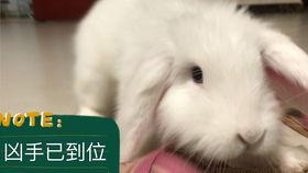 吃瓜 直播间兔子,吃瓜群众的欢乐盛宴