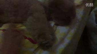 小孩姐吃瓜视频