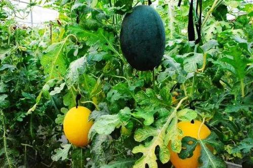 吃瓜达人瓜娃子,揭秘吃瓜达人的瓜界传奇